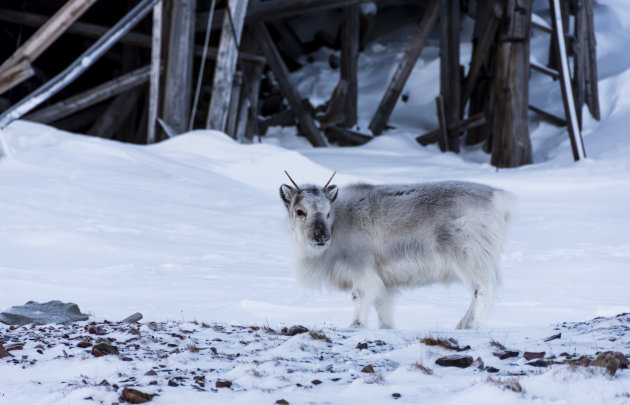 Rendier in Spitsbergen