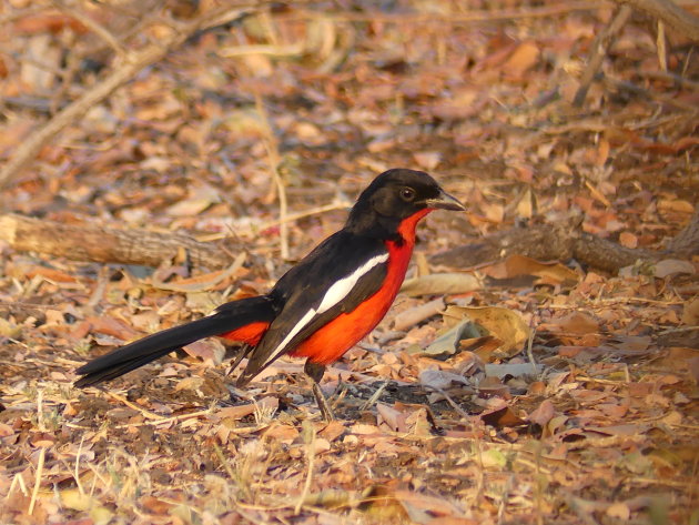 Crimson-breasted Shrike