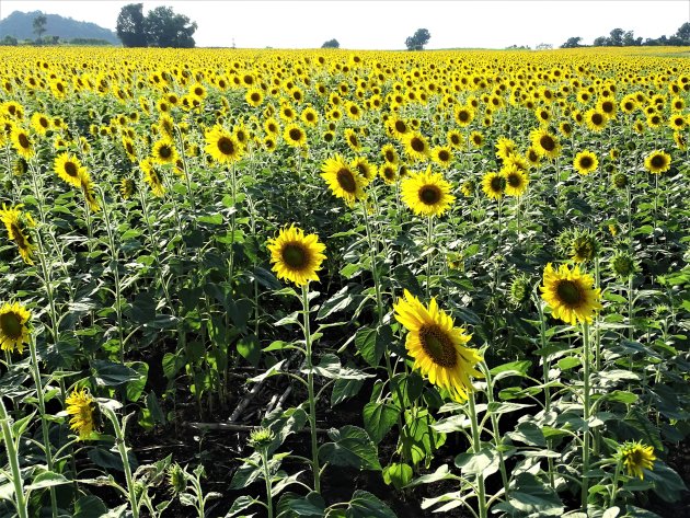 Zonnebloemen zo ver je kijken kunt.