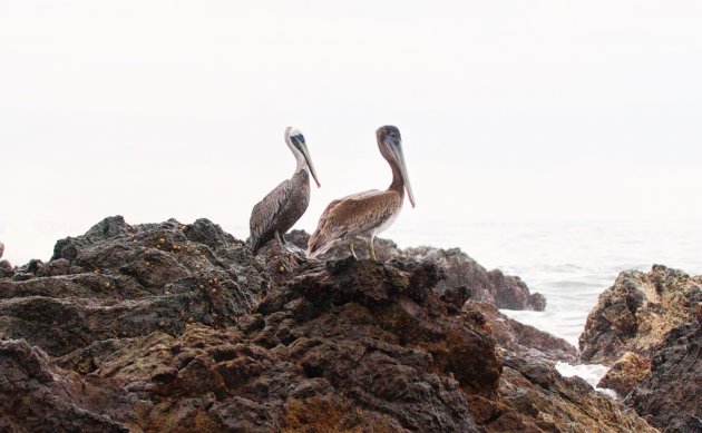 Pelikanen paartje 
