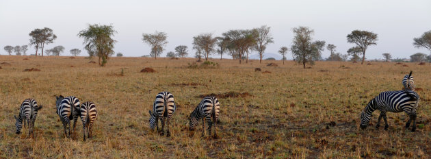 Steppe zebra's