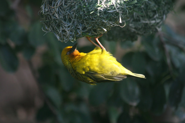 Yellow weaver