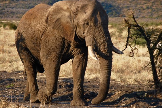 Op safari door Madikwe Game Reserve