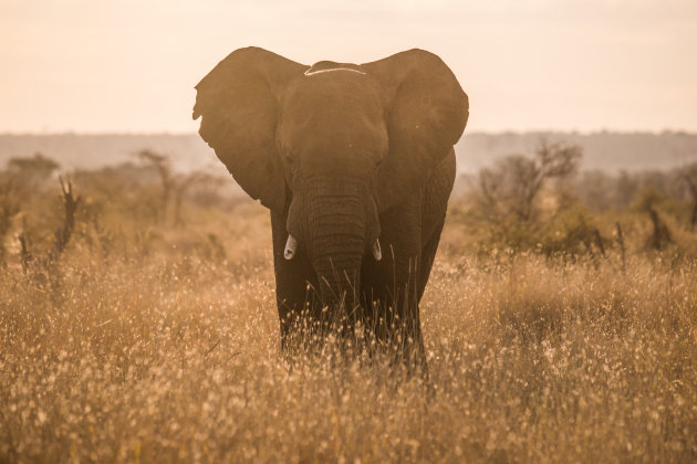 Olifant tijdens de sundowner