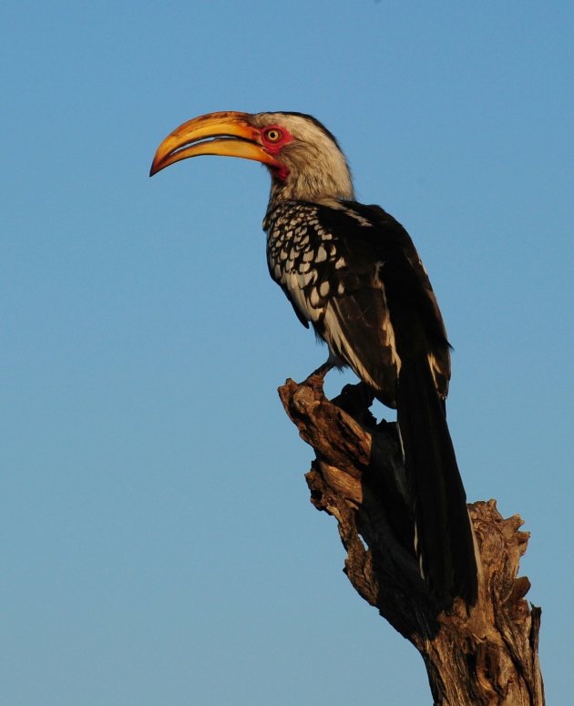 Hornbill