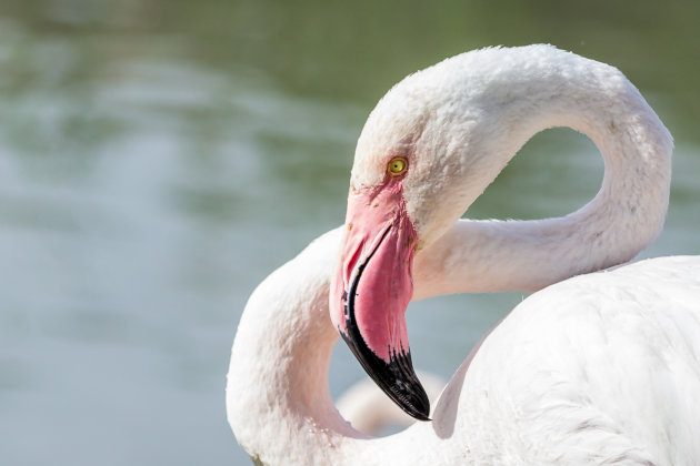 Flamingo in de ochtend!