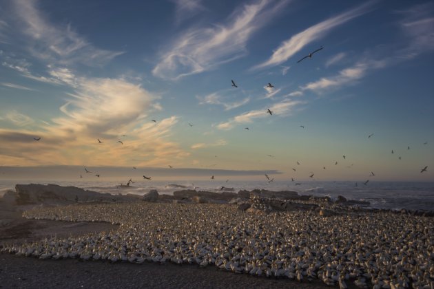 Bird Island een must voor natuurliefhebbers