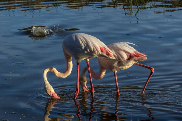 Een mysterie in de Camargue