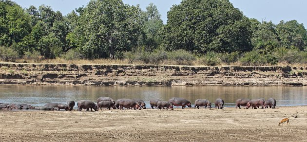 Luangwa River III