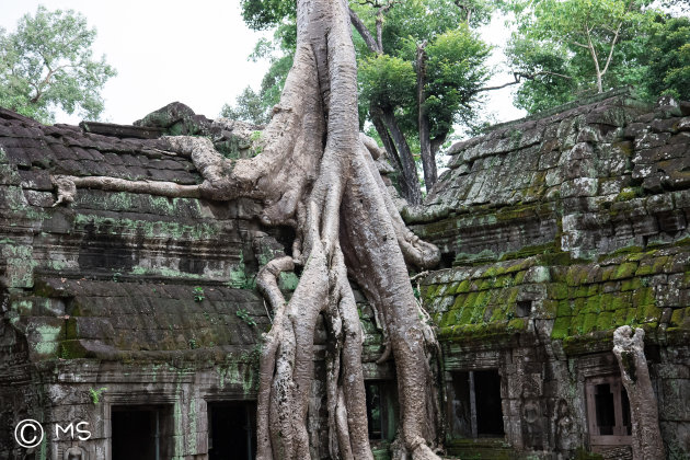 ´Sprookjesachtig Ta Prohm´