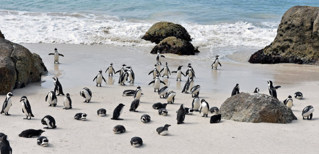 Zwartvoetpinguins