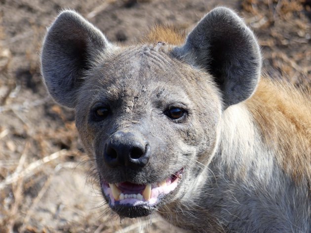 de lachende hyena