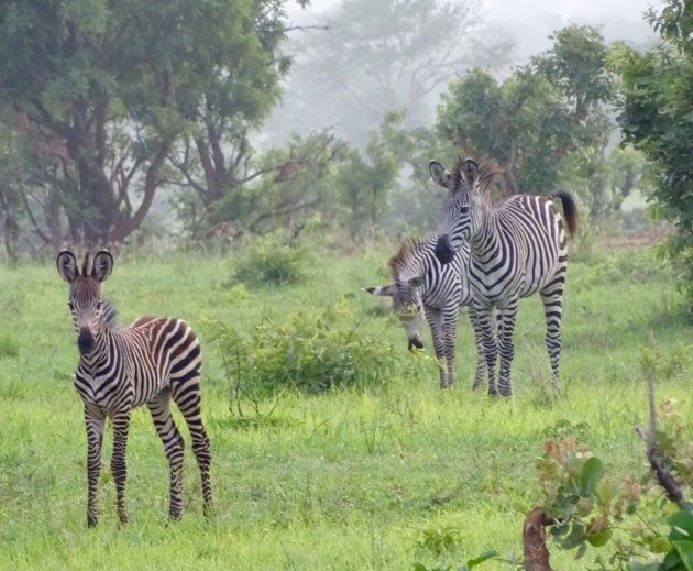 Jonge zebra in gestreepte pyjama 