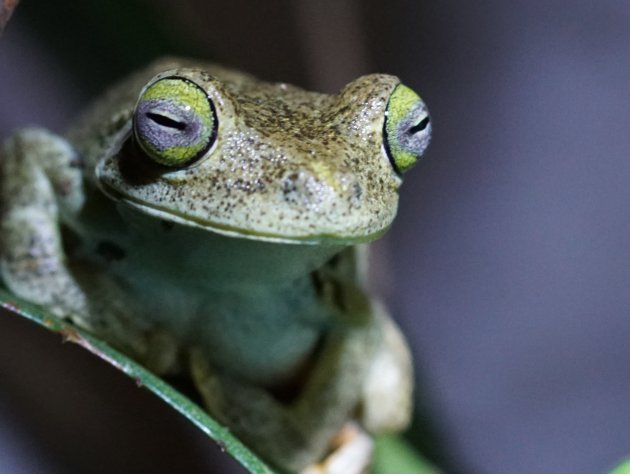 Emerald tree frog, kijk eens in de poppetjes van mijn ogen