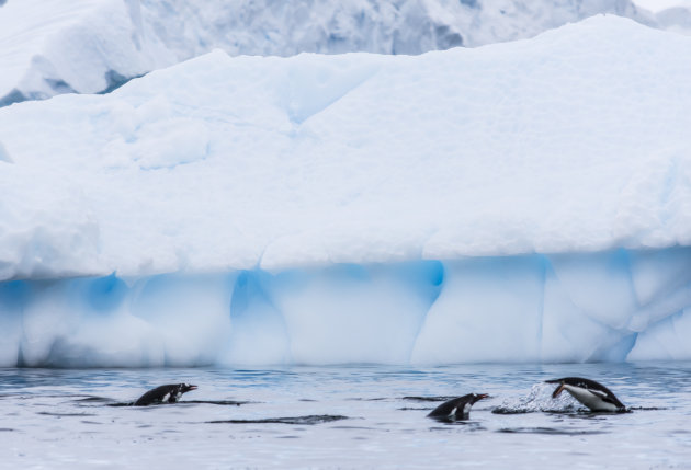 Zwemmende pinguins die uit en in het water zoeven.