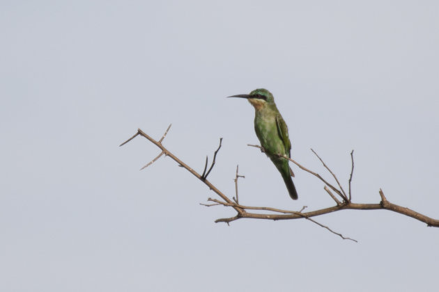 Bee eater