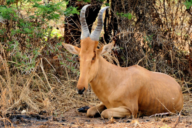 Hartebeest