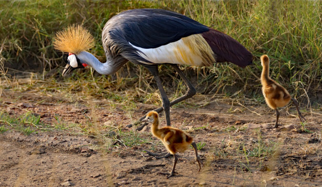 Kroonkraanvogelkuikens voor het eerst op stap 