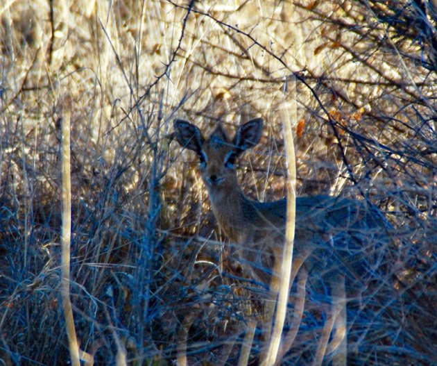 De kleinste antilope op aarde