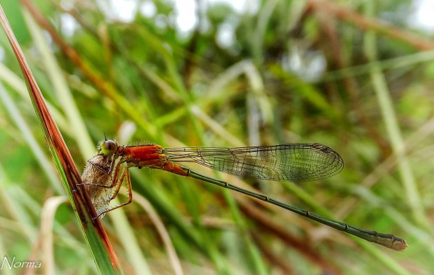 Libelle langs de snelweg