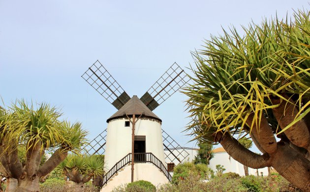 Drakenbloedbomen