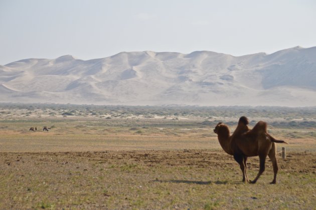 Bactrian camel