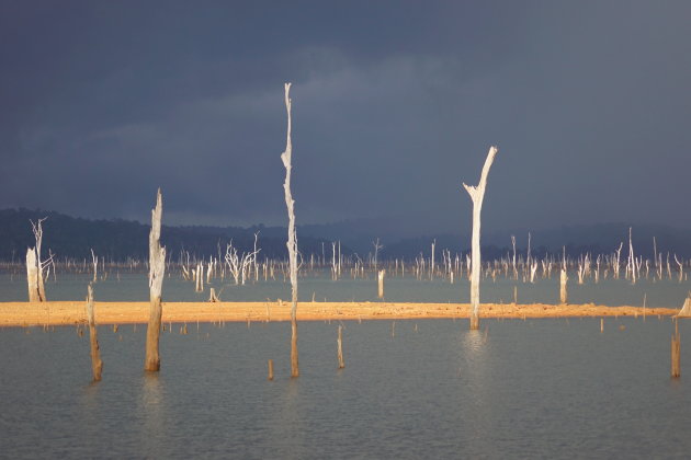 Net voor de tropische regenbui