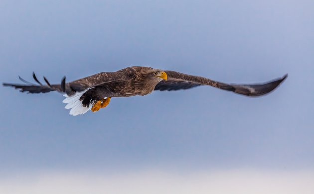 'Fish-tailed eagle' zweeft boven de zee