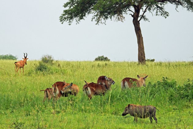 Waterbokken, een wrattenzwijn en een hartebeest