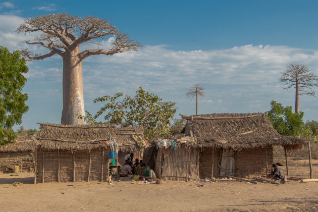 Allée des baobabs