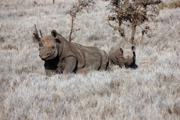 Neushoorn met jong