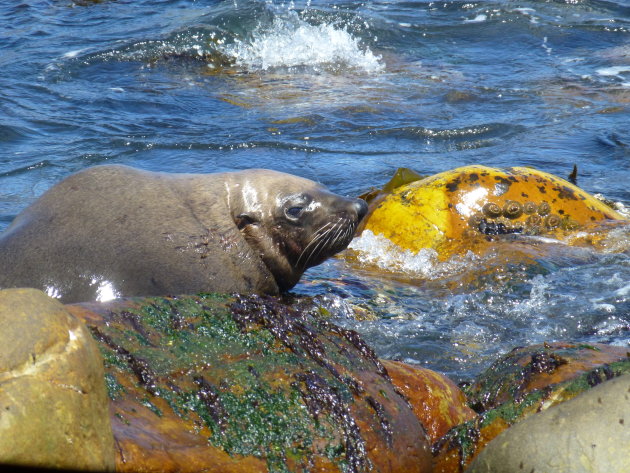 Seal in Houtbaai