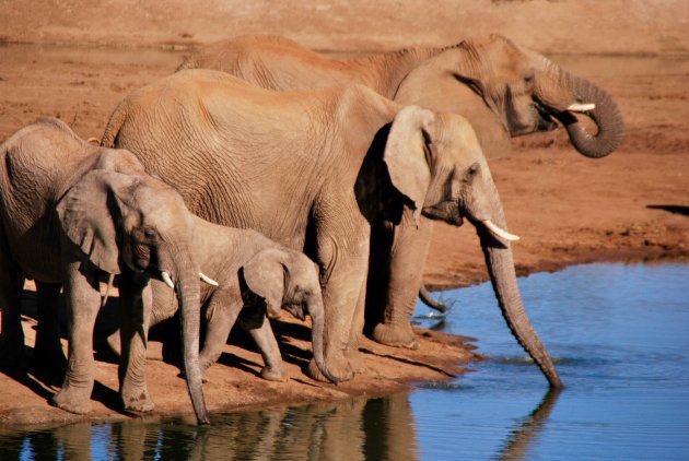 Dorst!