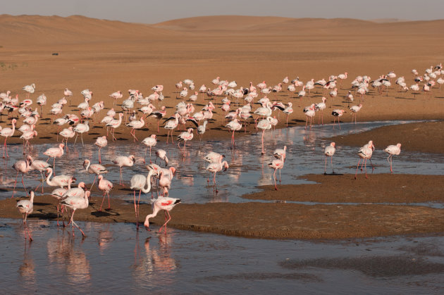 Flamingo's bij Sandwich harbour