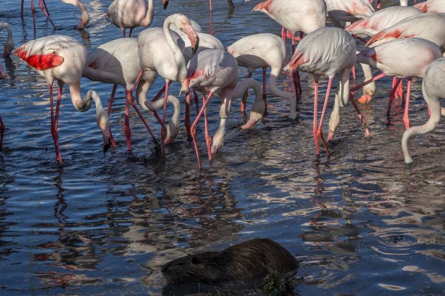 Een vreemde vogel, pikt een graantje mee