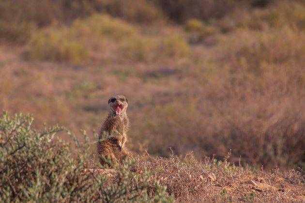 Stokstaartjes safari in Oudtshoorn