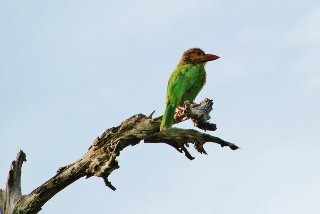 Bruinkop baardvogel