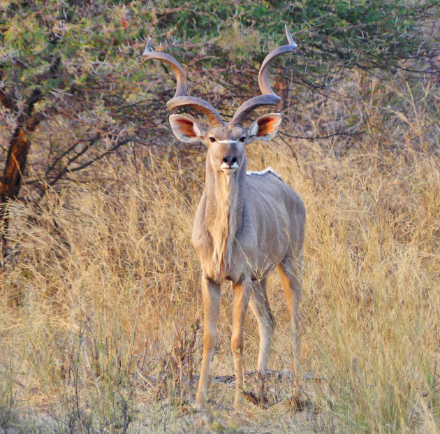 Statige kudu