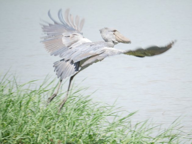 De schoenbekooievaar: een 'lelijke' zeldzaamheid