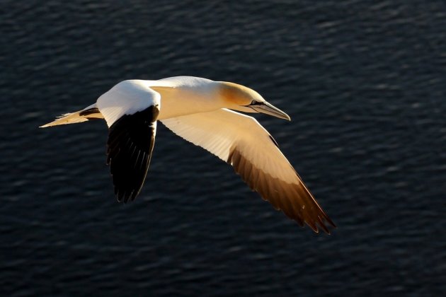 Jan van Genten fotograferen op Helgoland