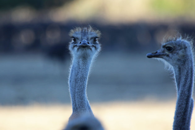 Ostrich in Oudtshoorn