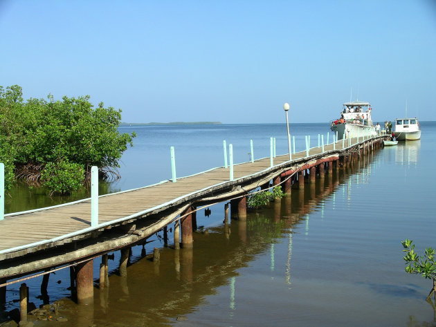 Caribisch steigertje