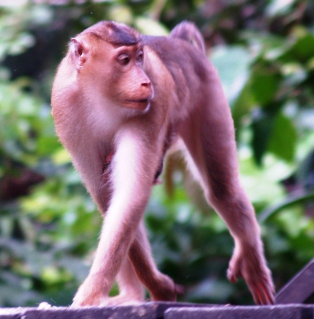 Kortstaart makaak