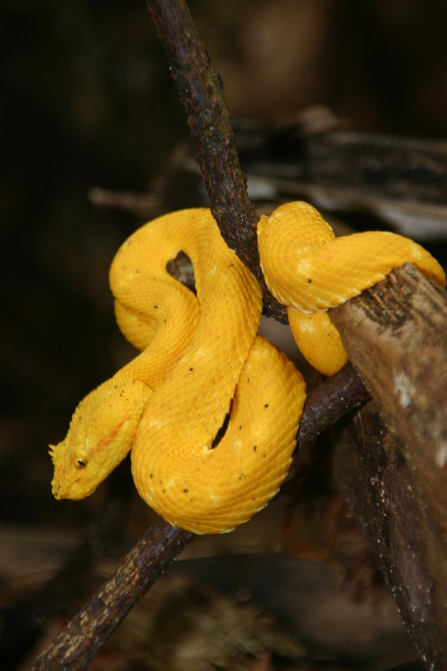 Eyelash pitviper