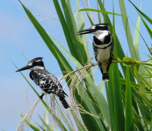 pied kingfisher