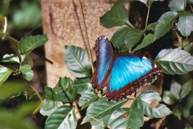 blue morpho