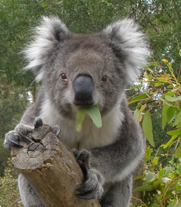 koala met blaadje.....