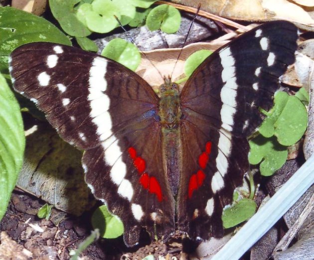 Schitterende vlinder