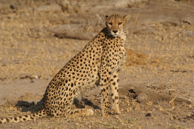 Cheetah