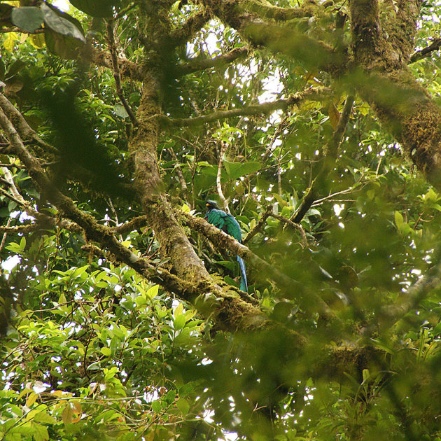 Quetzal